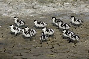 Shelduck - 13 ducklings on seashore