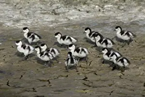 Shelducks Prints: Shelduck - 13 ducklings on seashore Island Texel, Holland