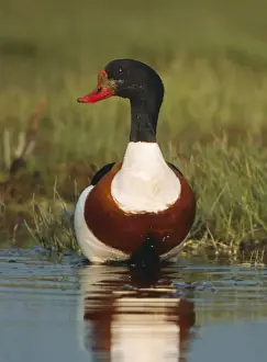 Shelducks Prints: Shelduck CAN 1655 M Sweden Tadorna tadorna © John Cancalosi / ARDEA LONDON