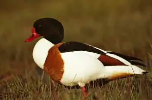 Shelduck CAN 1827 Sweden Tadorna tadorna © John Cancalosi / ARDEA LONDON