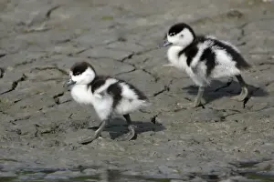 Mudflat Prints: Shelduck - 2 Ducklings on mudflats Island Texel, Holland
