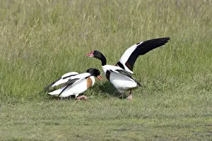 Shelducks Prints: Shelduck - 2 territorial males fighting, Isle of Texel, Holland