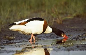 Images Dated 3rd June 2010: Shelduck