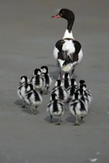 Mudflat Prints: Shelduck - Adult female with ducklings on mudflats Island Texel, Holland