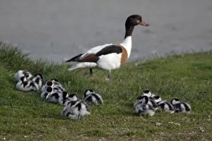 Shelduck - Adult female watching over resting ducklings