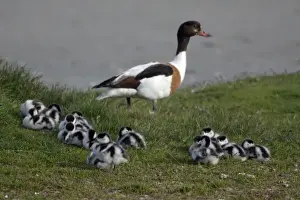 Shelducks Prints: Shelduck - Adult female watching over resting ducklings Island Texel, Holland