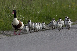 Shelduck - Adult male leading ducklings along coast road Shelduck - Adult male leading ducklings along coast road