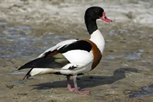 Mudflat Prints: Shelduck - Adult Male, resting Island Texel, Holland