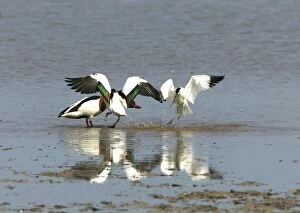 Images Dated 24th May 2004: Shelduck and Avocet (Recurvirostra avosetta) Avocet attacking pair of Shelducks - May - North