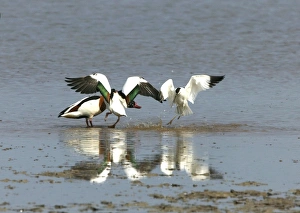 Images Dated 24th May 2004: Shelduck and Avocet (Recurvirostra avosetta) Avocet attacking pair of Shelducks - May - North
