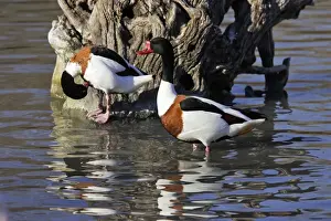 Shelducks Prints: Shelduck Bouches du rhone, France
