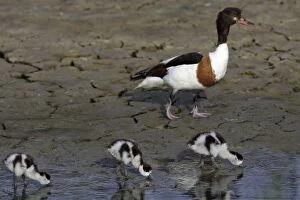 Shelduck - Female with 3 ducklings, feeding