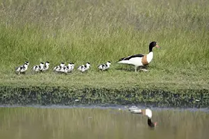 Following Prints: Shelduck - female parent bird with ducklings, Island of Texel, Holland