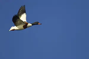 Shelducks Prints: Shelduck in flight Sussex, UK BI006710