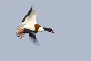 Shelducks Prints: Shelduck - In Flight Tadorna tadorna Severn Valley Gloucestershire, UK BI013089