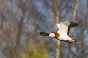 Shelduck - In Flight Tadorna tadorna WWT Martin Mere Lanacashire, UK BI013193
