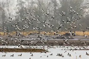 Mass Flock Prints: Shelduck - flock in flight in winter - Martin Mere, Lancashire, UK