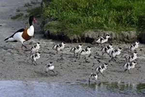 Shelducks Prints: Shelduck - Male adult with ducklings on seashore Island Texel, Holland