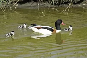Shelduck - male parent bird swimming in creek with ducklings
