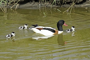 Shelduck - male parent bird swimming in creek with ducklings Shelduck - male parent bird swimming in creek with ducklings