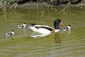 Shelduck - male parent bird swimming in creek with ducklings, Island of Texel, Holland