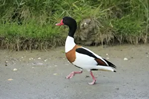 Shelducks Prints: Shelduck - male, walking along seashore, Texel, Holland