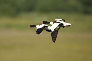 Images Dated 8th June 2008: Shelduck - pair in flight, Texel, Holland