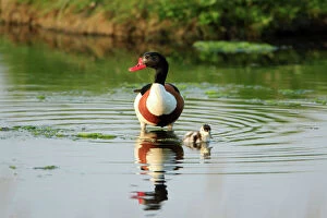 Images Dated 8th June 2008: Shelduck - parent bird with duckling, Texel, Holland