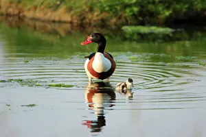 Netherlands Collection: Shelduck - parent bird with duckling, Texel, Holland