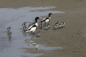 Shelduck - Parent birds with ducklings on mudflats