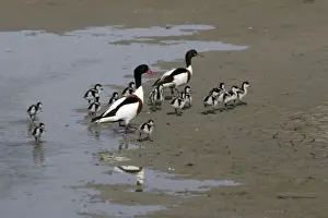 Mudflat Prints: Shelduck - Parent birds with ducklings on mudflats Island Texel, Holland