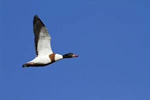 Shelduck - Single adult bird in flight