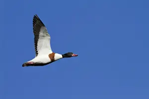 Shelducks Prints: Shelduck - Single adult bird in flight. England, UK