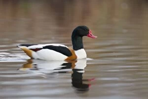 Images Dated 18th December 2012: Shelduck - winter