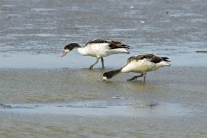 Shelduck - two in winter plumage feeding on mudflats