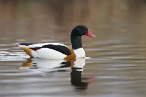 Shelduck - winter - UK