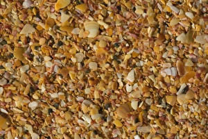 Images Dated 28th March 2008: Shell beach the beach at Cable Bay is made up of uncountable tiny fragments of shells in lots of
