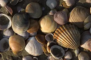 Shell - close-up on beach Thousands of mollusc shells are cast-up by waves each day. Spain's Atlantic coast-line. Punta Umbria, Province of Huelva. Spain