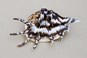 Images Dated 1st January 2007: Shell - closeup of dorsal view of Spider conch (probably Lambis species)
