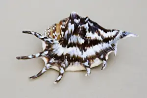 Shell Prints: Shell - closeup of dorsal view of Spider conch (probably Lambis species)