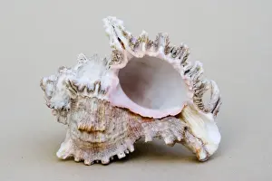 Shell - closeup of underside of marine Murex shell which were important as a source of the purple dye used by the Phoenicians and the Romans