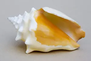 Lower Prints: Shell - closeup of ventral view of small conch (probably Strombus pugilis)