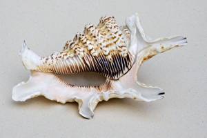 Images Dated 1st January 2007: Shell - closeup of ventral view of Spider conch probably Lambis species