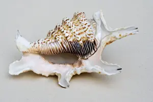 Seashell Prints: Shell - closeup of ventral view of Spider conch probably Lambis species