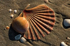 Shells on beach - including Scallop Shell