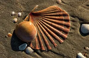 Scallop Prints: Shells on beach - including Scallop Shell Thousands of mollusc shells are cast-up by waves each day