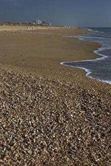 SHELLS - mass on beach. Thousands of mollusc shells