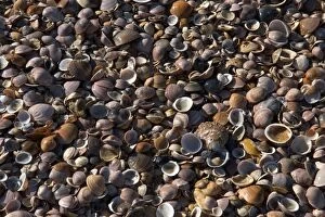Images Dated 14th April 2005: Shells - mass on beach Thousands of mollusc shells are cast-up by waves each day