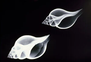 Images Dated 13th March 2008: Shells - x-ray