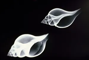 <b class=qtipBold><figcaption>Shells - X-Ray</figcaption></b><br>PM-7161 SHELLS - X-RAY Pat Morris Please note that prints are for personal display purposes only and may not be reproduced in any way.<br><em>© Pat Morris/ardea.com</em> Shells - X-Ray